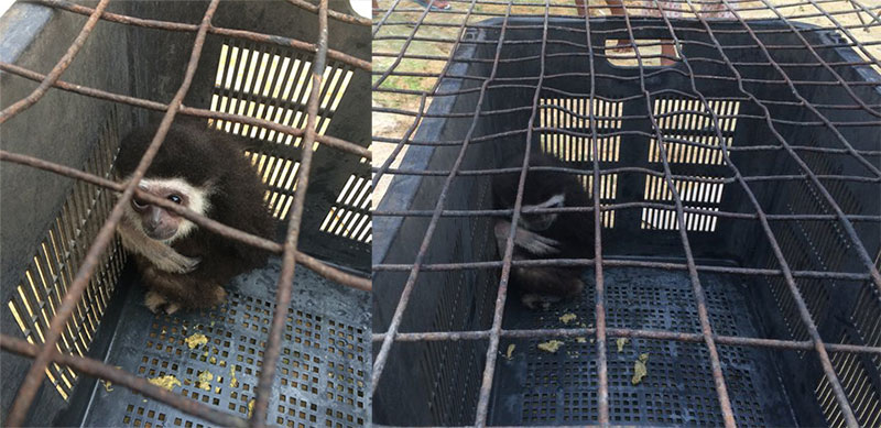 Gibbon rescue story
