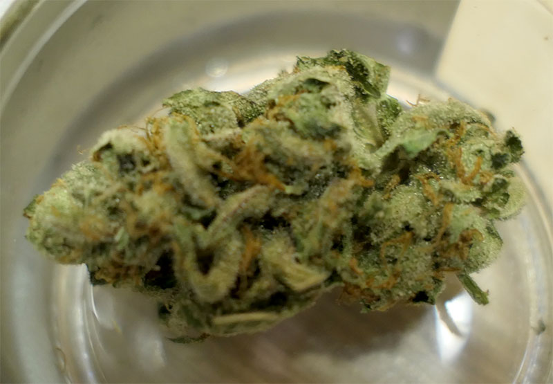 Marijuana bud closeup
